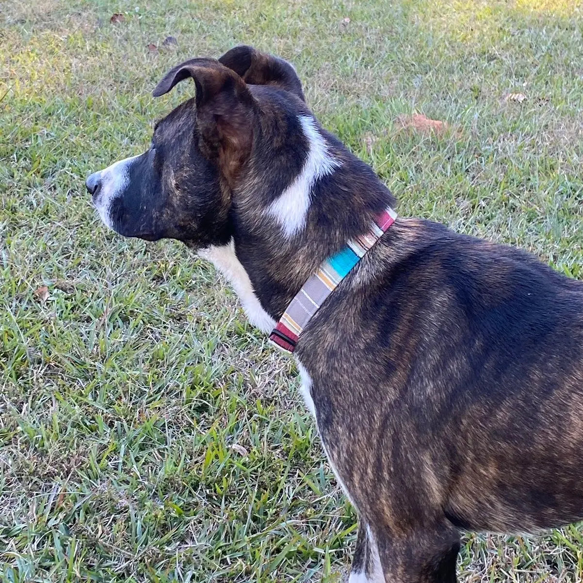 Rio Serape Striped Dog Collar