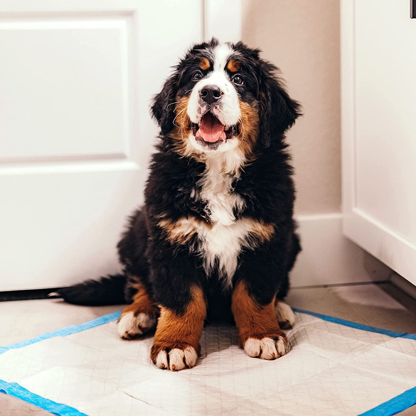 Wee-Wee Superior Performance Dog Pee Pads, 200 Count | Quilted Leak-Proof Puppy Pads, Dog Housebreaking & Potty Training, 24-Hour Floor Protection, Pet Supplies, 22" X 23"